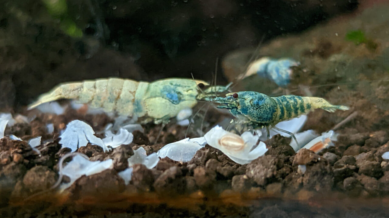 Male and female Blue Bolt shrimp Male and female Blue Bolt shrimp