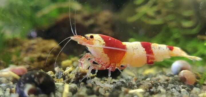 Closeup of a Crystal Red Shrimp
