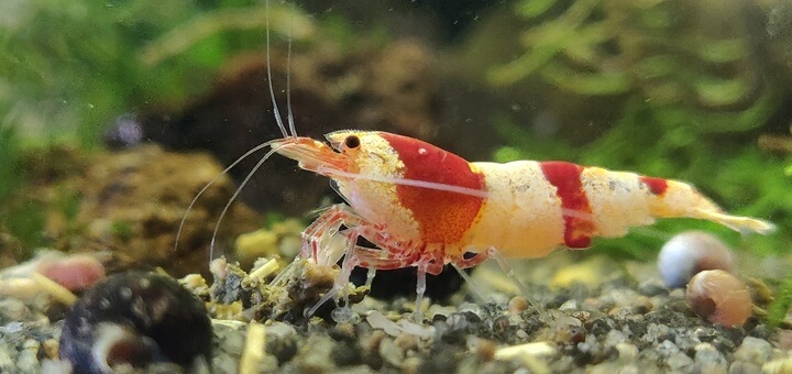 Closeup of a Crystal Red Shrimp Closeup of a Crystal Red Shrimp
