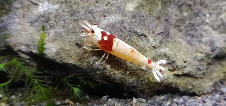 A mostly white Crystal Red Shrimp A mostly white Crystal Red Shrimp