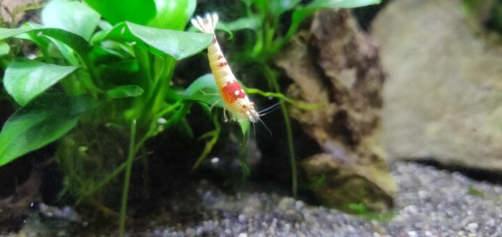 Crystal Red Shrimp on Anubias plant