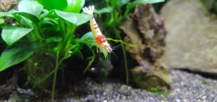 Crystal Red Shrimp on Anubias plant Crystal Red Shrimp on Anubias plant