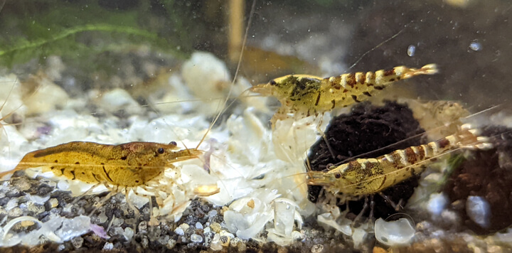 A cross-bred shrimp of Crystal Red and Tangerine Tiger parents