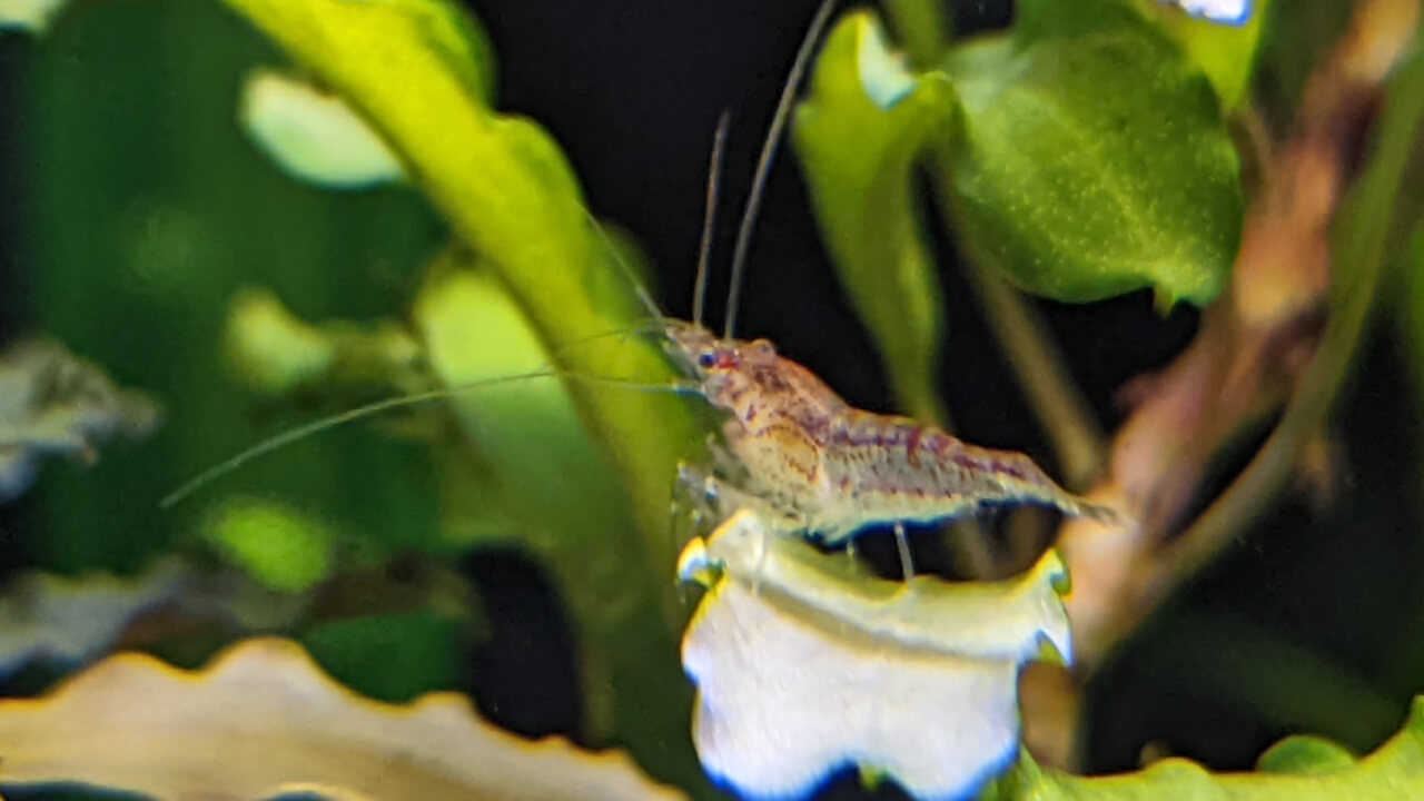 A low grade Red Cherry shrimp A low grade Red Cherry shrimp