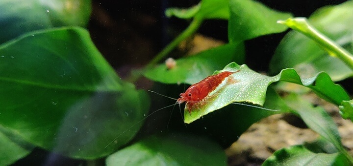 Red Cherry shrimp on aquatic moss Red Cherry shrimp on aquatic moss
