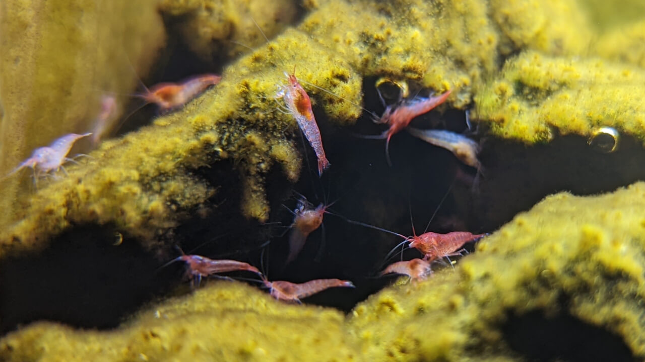 Opae Ula shrimp grazing on algae