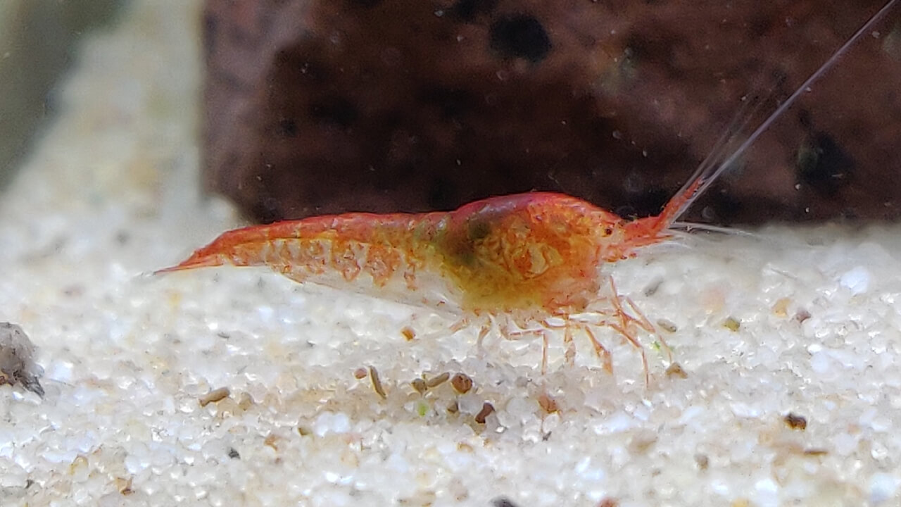 An Opae Ula shrimp on sand substrate