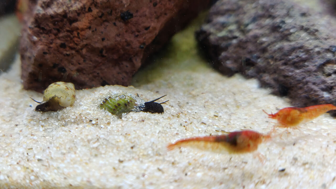 Opae Ula shrimp and Malaysian Trumpet snails burrowing into sand