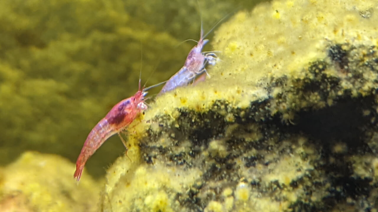 Red and white Opae Ula shrimp next to each other